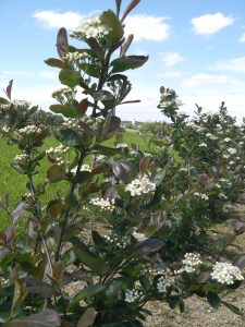 1. Weidegang 2013 018